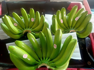 Banane Cavendish Tropicale - Qualité Premium, Fruits Frais du Vietnam, Pack de 13 kg, Haute Qualité et Prix Compétitifs - Product Image 4