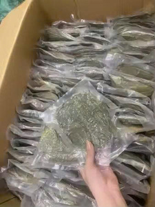 Premium Natural Bulk Dried Soursop Graviola Leaves Black <b>Tea</b> Bags/<b>Box</b> 25 <b>Tea</b> Bags/<b>Box</b> Organic Non Sugar Fermented Grade Vacuum - Product Image 1