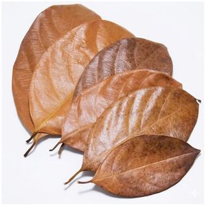 Natural Dried Jackfruit Leaves Below10cm /3.93Inches in Size for Aquarium Pack of 18 Leaves - Product Image 1