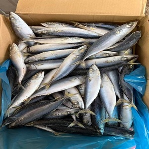 Maquereau de première qualité, poisson frais, fruits de mer de qualité supérieure, texture ferme, goût riche et fraîcheur excellente, idéal pour la restauration professionnelle - Product Image 1