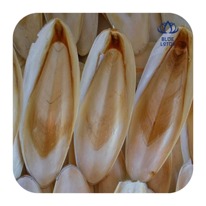 Article populaire : Os de seiche du Vietnam pour oiseaux, reptiles, décoration d'aquarium et à mâcher pour animaux de compagnie (riches en calcium) - Product Image 1