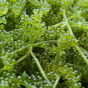 Raisins de mer déshydratés de qualité supérieure, export du Vietnam, Caulerpa Lentillifera séchée - Product Image 2