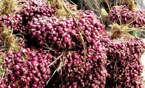 Oignon frais de qualité supérieure à vendre-Prix compétitifs, les commandes en gros-Ms. Elite - Product Image 3