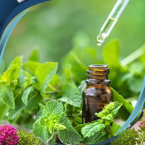 Extrait de plantes cultivées sauvages d'huile essentielle de menthe poivrée naturelle pure 100% sous forme liquide de qualité pharmaceutique 5kgs et 25kgs disponibles - Product Image 2