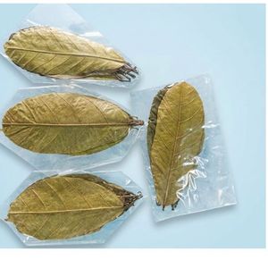 Hojas de Cacao Ecológicas YAMUNA de 11-18 cm (4-7 Pulgadas) para Acuario, Paquete de 100 Hojas - Product Image 1