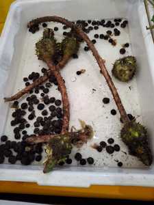 Graines de noix de coco bio en vrac SEEDLY GLOBAL d'Inde, qualité export, marque blanche, naturelles, biologiques, riches en fibres et en protéines, superaliment - Product Image 2