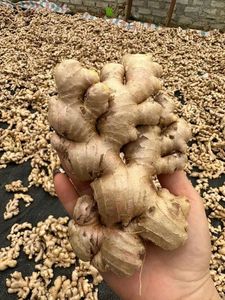 Vietnamese <b>fresh</b> <b>ginger</b> Cultivated <b>fresh</b> <b>ginger</b> root 60-day shelf life <b>ginger</b> Food processing <b>ginger</b> - Product Image 1