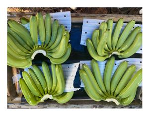 Asia Farm Agriculture Fresh Green Cavendish Bananas 13kg Cartón Etiqueta personalizada para exportación mundial - Product Image 5