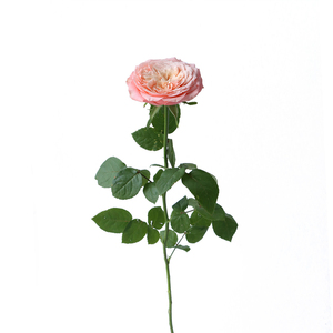 Arrangements Décoratifs Événements Rose Fleur Naturelle Fraîche Qualité Supérieure Belle Fleur Parfumée Produit Floral Adapté - Product Image 2