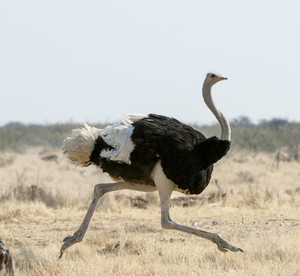 South <b>African</b> Black-necked Ostrich Breeding Birds NMF (PVT) LTD Brand Long Shelf Life for Bulk Orders International Markets - Product Image 5