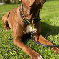 Collier pour chien en métal tressé de qualité supérieure, réglable, confortable, accessoire pour animaux de compagnie pour l'entraînement, la promenade, l'usage quotidien, couleur/taille personnalisée