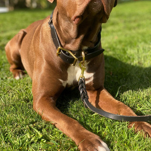 Collar de perro de cuero genuino trenzado de primera calidad, ajustable y cómodo, accesorio para mascotas para entrenamiento, paseos y uso diario, en venta. - Product Image 1