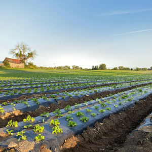 Film de paillage noir LLDPE de 30 microns d'épaisseur, film de paillage biodégradable LDPE noir, film de paillage agricole, rouleau de 800 mètres - Product Image 6