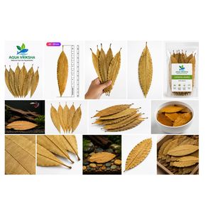ใบมะม่วงแห้งธรรมชาติสำหรับตู้ปลา |   16-20 ซม. | แพ็ค 24 ชิ้น - Product Image 1