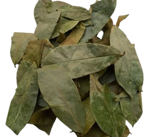 Hojas de Guanábana Secas de Vietnam, Ingredientes Naturales para Té de Hierbas, Hojas de Guanábana a Granel, Hojas de Graviola al por Mayor - Product Image 1