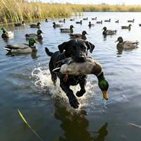Décoys de chasse motorisés flottants en mousse EVA plastique grand format, personnalisés, en gros, en forme de canard colvert réaliste