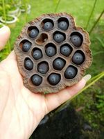 Grande quantité de graines de fleurs de lotus séchées du Vietnam, stockées à froid et à sec, emballage propre, goût doux et sucré, durée de conservation de 12 mois, agriculture