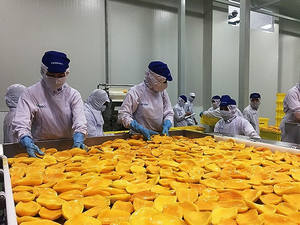 100% Aperitivo de fruta dulce y suave de Mango Seco orgánico de Vietnam - Product Image 6