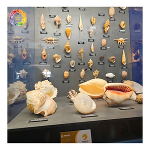 เปลือกหอย Bullmouth Helmet Shell King Helmet Shell – (Cassis tuberosa) เปลือกหอยขนาดใหญ่สำหรับตกแต่ง | คอลเลกชันเปลือกหอยดิบสำหรับงานศิลปะและของตกแต่ง - Product Image 1
