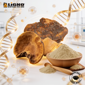 LiGNO SH02 Polvo de Phellinus Linteus de Espectro Completo, Orgánico, Certificado Halal/Kosher, Secado en Frío, Grado Alimenticio, Saludable para el Sistema Inmunológico - Product Image 1