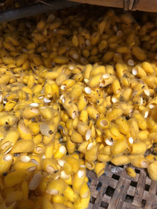 Silkworm Cocoon Premium Raw White Yellow Fiber para textiles Silkworm Cocoon Craft Decoration Vietnam Direct Export - Product Image 4