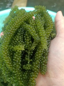 Vente en gros de raisins de mer déshydratés, caviar vert séché en vrac pour l'exportation - Product Image 4