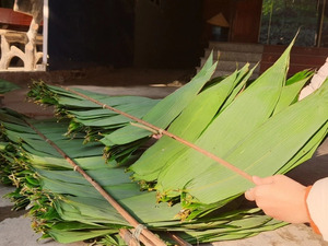 Proveedor Mayorista de Hojas de Bambú Frescas Premium de Vietnam para Envoltura y Empaque de Alimentos Tradicionales - Sra. Grace - Product Image 6