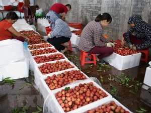 ราคาที่ดีที่สุดสำหรับลิ้นจี่แช่แข็งสำหรับผู้ซื้อขายส่งและผู้นำเข้า // MS Laura - Product Image 3