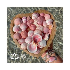 Fragmentos de conchas marinas MÁS VENDIDOS para mosaicos y manualidades decorativas, para arte en resina y fabricación de joyas, Vietnam - Product Image 1