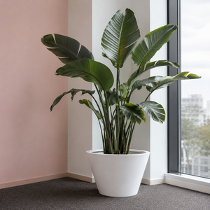 Jardinière conique évasée à rebord large en fibre de verre blanche légère pour aménagement extérieur, lot de 3 (53, 60, 73 cm) - Product Image 1
