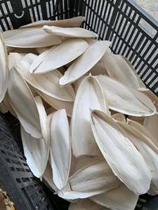 Vietnam Cuttlefish Bone Natural Cuttlebone for Pet <b>Bird</b> Cage <b>Perches</b> Parrot Budgie Beak Care and Calcium Feed Supply - Product Image 6