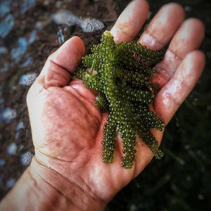 QUALITÉ ULTIME-RAISINS DE MER DÉSHYDRATÉS/CAVIAR VERT: MEILLEUR GOÛT, EXCELLENT PRIX - Product Image 1