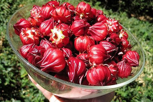 Flor de hibisco seca 100 por ciento de flor fresca cultivada solo en Vietnam Bueno para la piel y la salud/MR Hung - Product Image 6