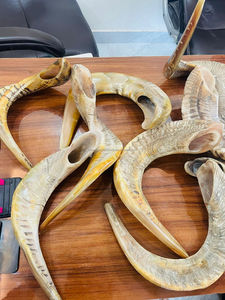 Corne de bélier naturelle Shofar pour souffler à des fins religieuses Souvenir d'animaux nautiques poli casher taille personnalisable fabriqué en Inde - Product Image 3