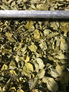 Hojas de Soursop Secas Naturalmente de Vietnam para Hot Pot y Sopa, Caja de 20 lb, Venta al por Mayor - Product Image 2