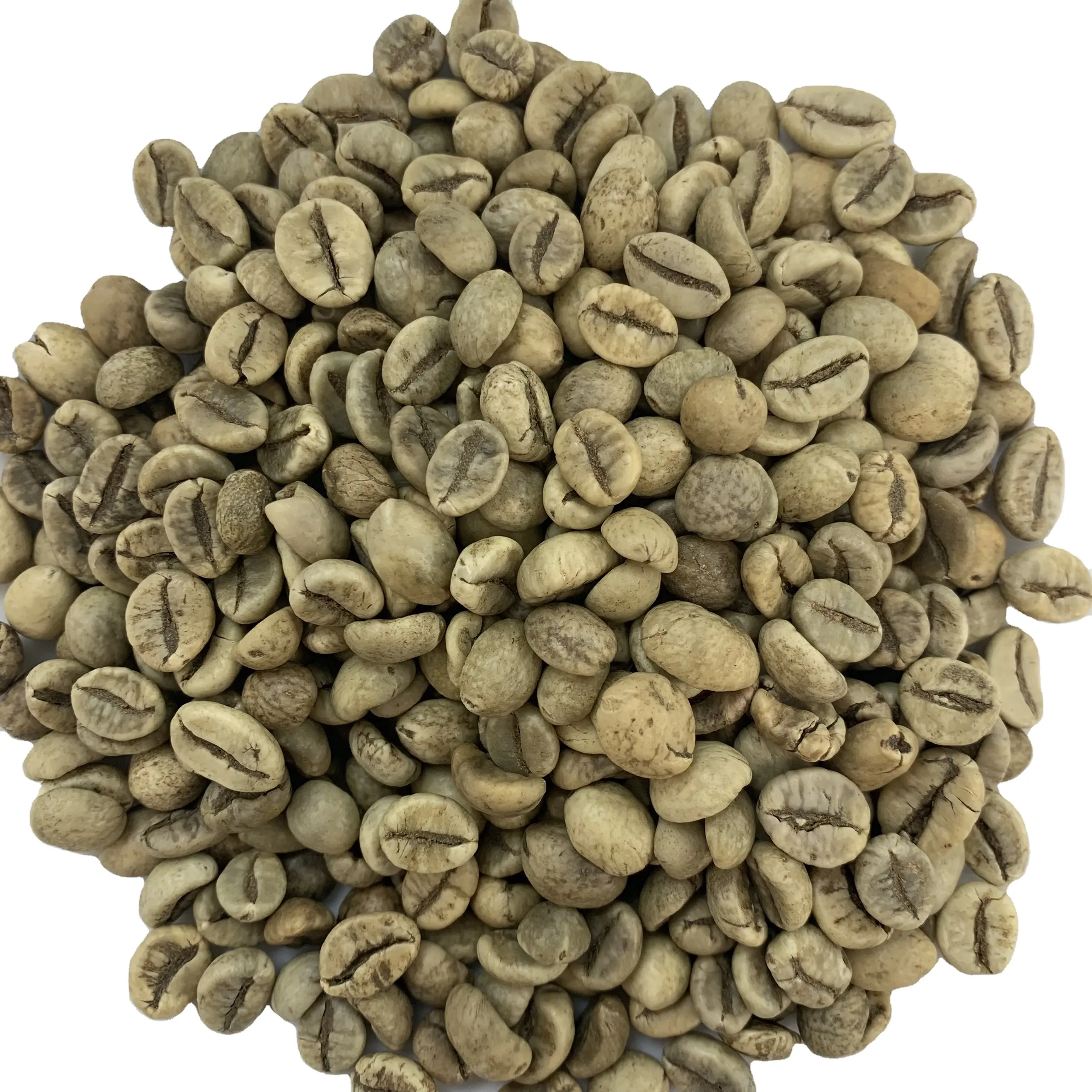 ROBUSTA GREEN COFFEE BEANS SCR #16、ベトナム産、高品質、リーズナブルな価格Whatsapp 84 326055616