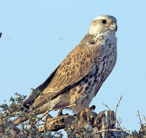 Saker Falcon de Alta Calidad para Cetrería Profesional, Centros de Investigación Avícola y Mercados Internacionales Especializados - Product Image 5
