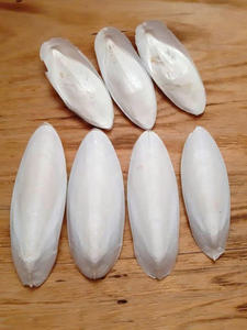 กระดูกปลาหมึกธรรมชาติสำหรับนกและสัตว์เลื้อยคลาน อุดมด้วยแคลเซียม ช่วยเสริมสร้างกระดูกจะงอยแข็งแรงและส่งเสริมการเจริญเติบโตอย่างมีสุขภาพดี - Product Image 6