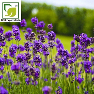 Aceite Esencial de Lavanda de Cachemira Premium Destilado al Vapor para Aromaterapia, Cosmética y Aplicaciones de Fragancia - Product Image 3