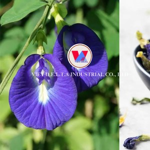Flor de Guisante Mariposa Seca Premium al por Mayor y Té de Flor de Guisante Azul Orgánico de Vietnam - Product Image 2