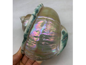 เปลือกหอยมาร์มาทาตัสสีเขียวขนาดใหญ่ขัดเงา เปลือกหอยทูร์บันขนาดใหญ่ เปลือกหอยมุกธรรมชาติ ของตกแต่งจากเปลือกหอย ขายส่งจากโรงงาน - Product Image 3