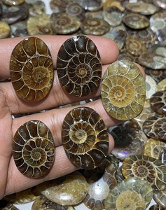Cabochons en ammonites fossiles naturels de formes variées pour pendentifs et bagues en argent, et pierres fossiles de haute qualité en vrac pour l'exportation mondiale - Product Image 4