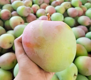 Mangues fraîches de qualité supérieure, qualité export, fruit tropical naturel et sucré, prêt à consommer, fraîches de la ferme, approvisionnement en vrac mondial - Product Image 1