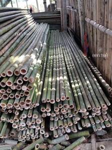 Premium Bamboo Stake Natural Bamboo <b>Pole</b> <b>for</b> Agriculture Nursery Farm Plant Support and <b>Garden</b> Wholesale Vietnam - Product Image 2