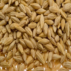 Alimento Natural Orgánico de Primera Calidad para Animales, Cebada en Grano, Empaque de 50 Kg, Semillas de Cebada, Cereales - Product Image 3