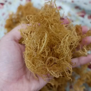 สาหร่ายทะเลแห้งแบบธรรมชาติ สาหร่ายไอริชแห้ง โรงงานเวียดนาม ผู้ผลิตขายส่ง คุณภาพส่งออก - Product Image 1