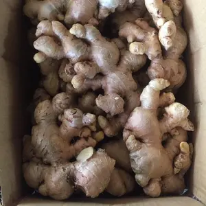 Whole Dried Ginger Single Spices Herb from Vietnam / Dried Sliced Ginger OEM Bag Bulk Packing