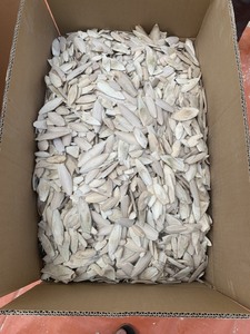 Hueso de Sepia Seco al Sol, Suplemento Natural de Calcio para Aves y Reptiles, Proveedor Exportador 20 - Product Image 4