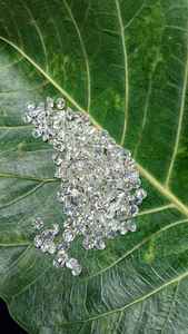 เพชรขาวทรงกลมเจียระไนแบบบริลเลียนท์  เพชรเพาะเลี้ยงสังเคราะห์สี D สำหรับทำเครื่องประดับ - Product Image 2