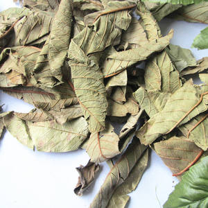 Hojas de guayaba secas de primera calidad envasadas al vacío para mantener la frescura y la potencia durante el envío internacional a larga distancia - Product Image 6